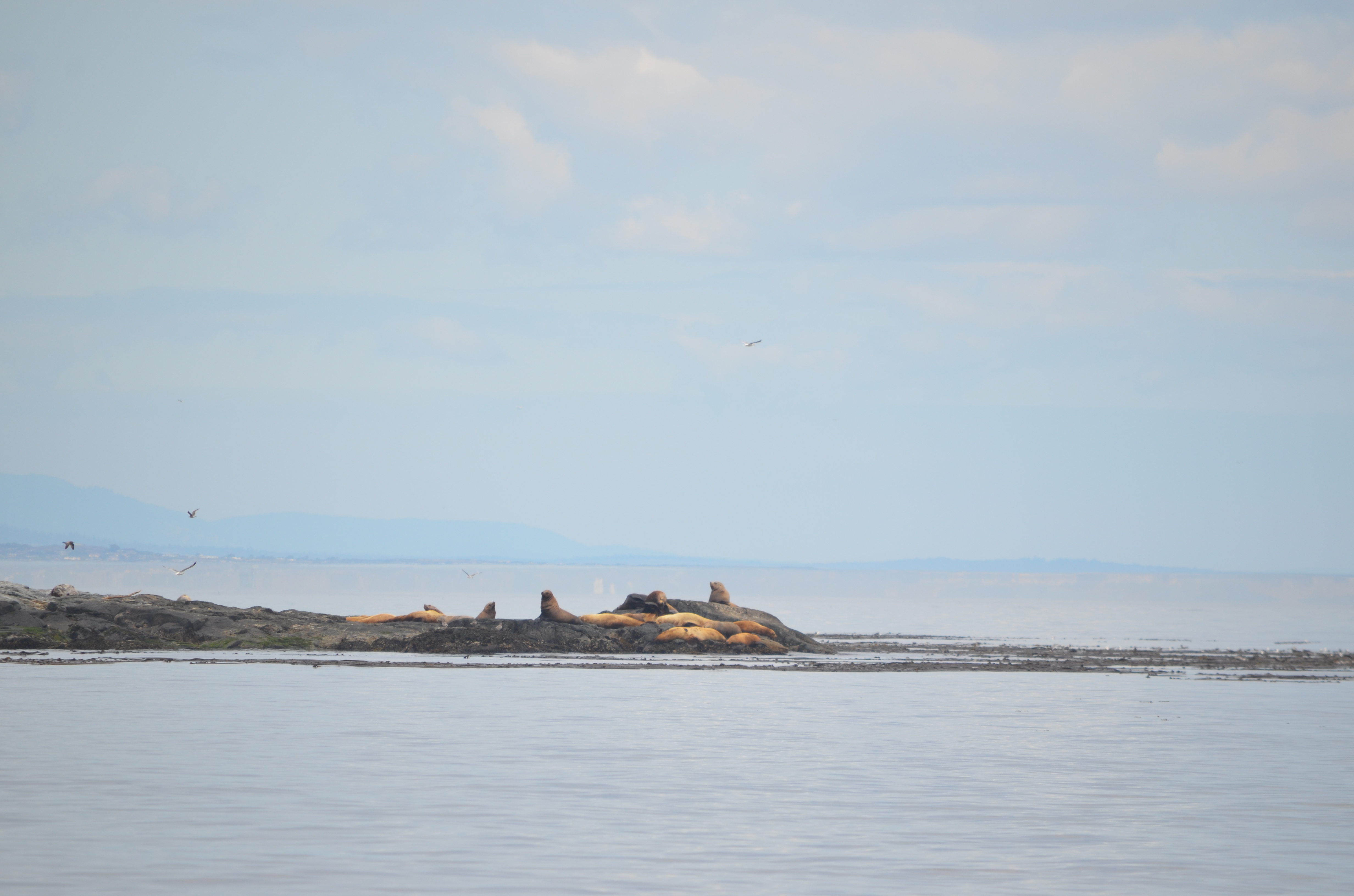 photos/wildlife/Mammal_Species/Steller Sea Lion/DSC_0223.JPG